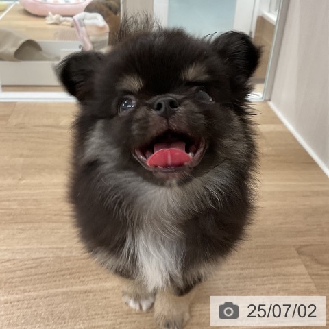 チワワの写真