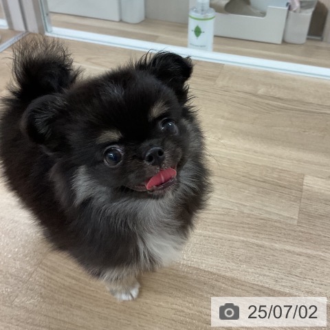 チワワの写真