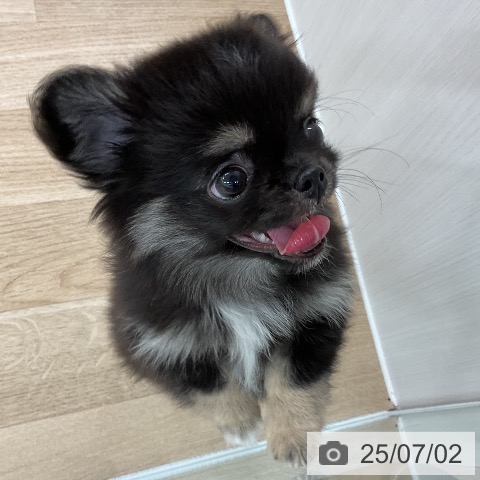 チワワの写真