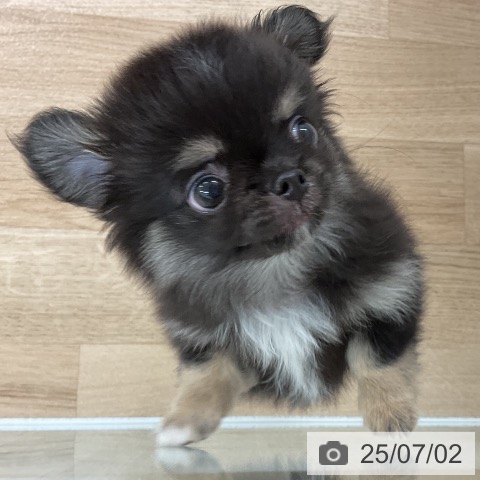 チワワの写真
