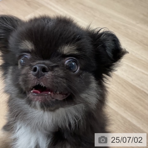 チワワの写真