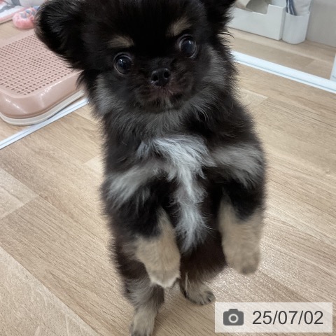 チワワの写真