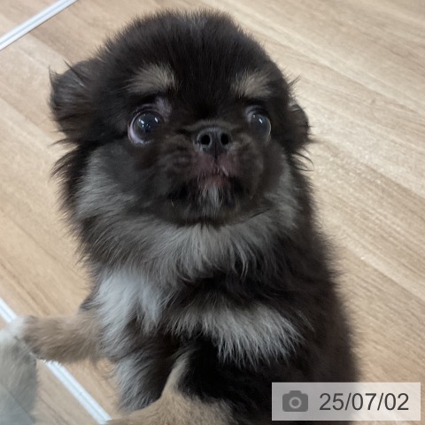 チワワの写真