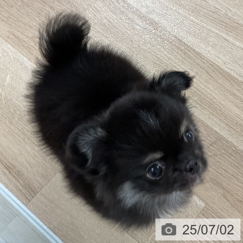 チワワの写真