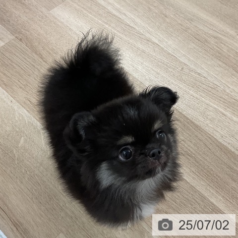 チワワの写真