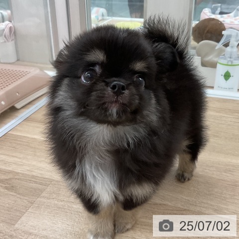 チワワの写真