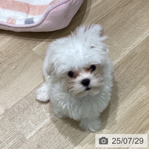 マルチーズの写真