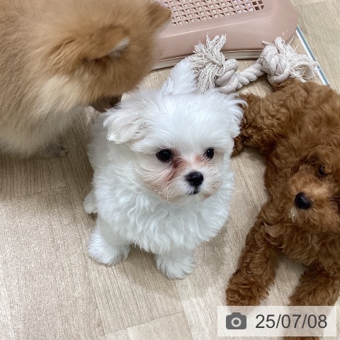 マルチーズの写真