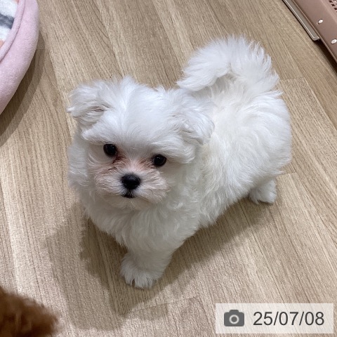マルチーズの写真