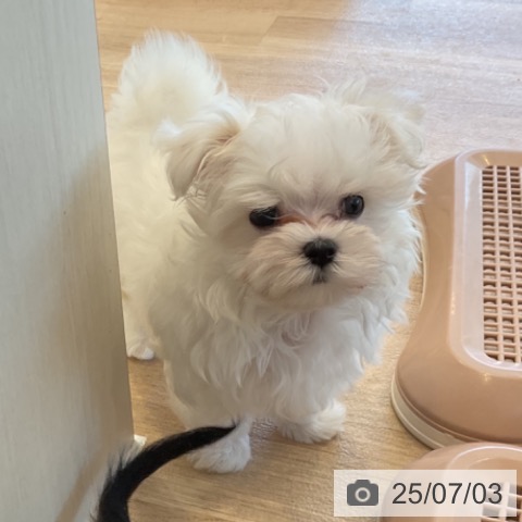 マルチーズの写真