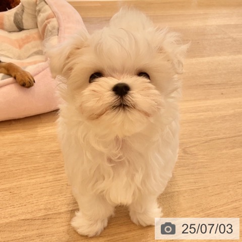 マルチーズの写真