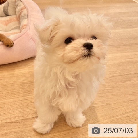 マルチーズの写真