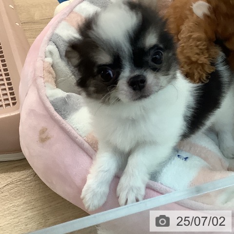 チワワの写真
