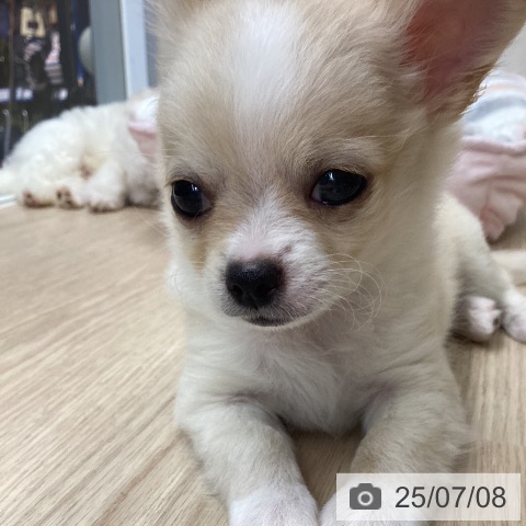 チワワの写真