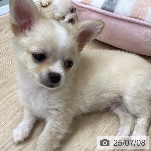 チワワの写真