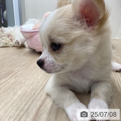 チワワの写真