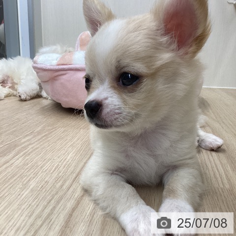 チワワの写真