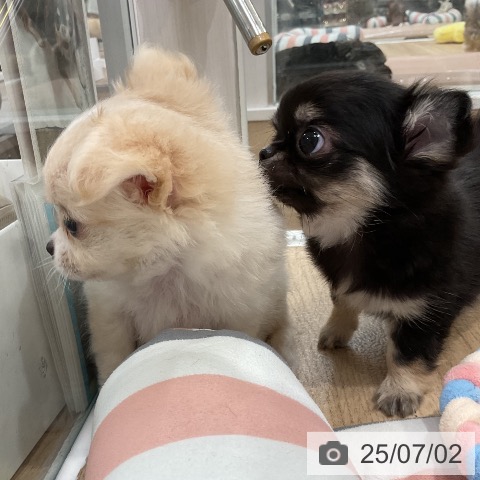 チワワの写真