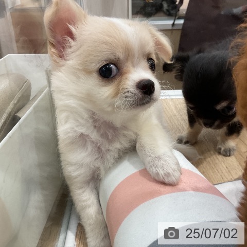 チワワの写真