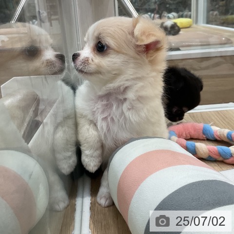 チワワの写真