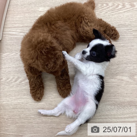 チワワの写真