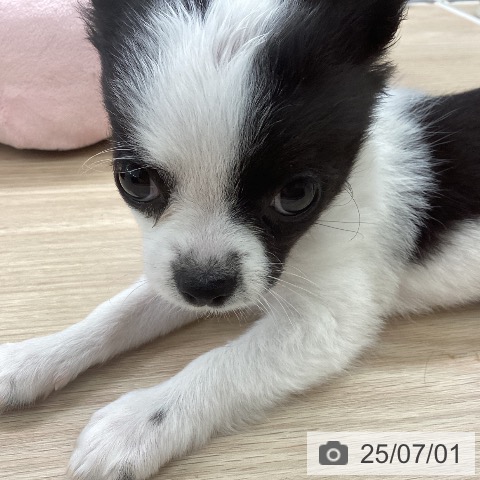 チワワの写真