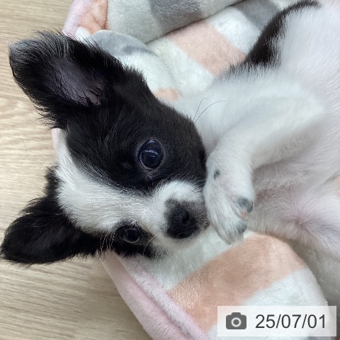チワワの写真
