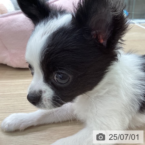 チワワの写真