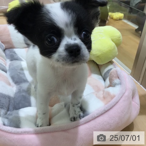 チワワの写真