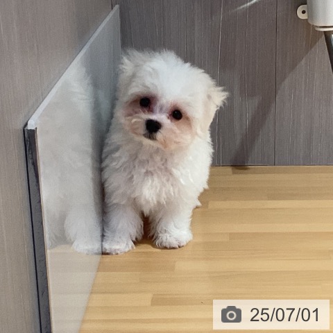 マルチーズの写真