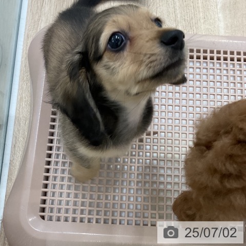 ミニチュア・ダックスフンドの写真