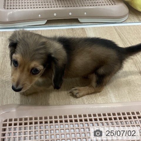 ミニチュア・ダックスフンドの写真