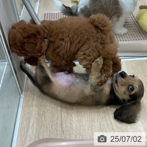 ミニチュア・ダックスフンドの写真