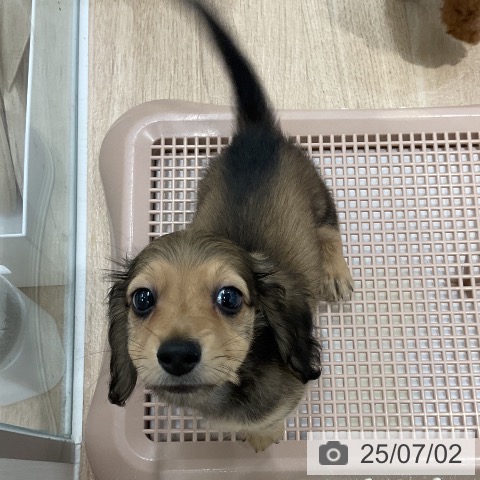 ミニチュア・ダックスフンドの写真
