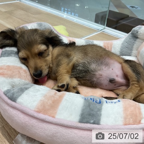 ミニチュア・ダックスフンドの写真