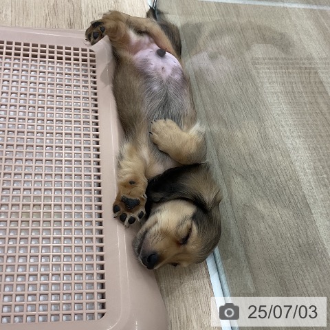 ミニチュア・ダックスフンドの写真