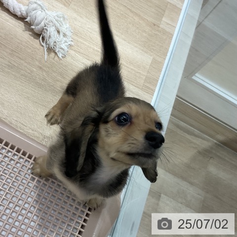 ミニチュア・ダックスフンドの写真