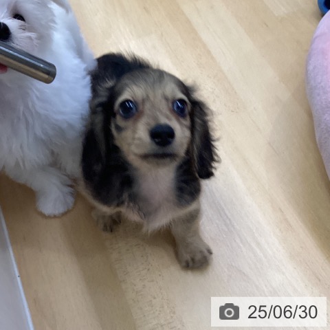 ミニチュア・ダックスフンドの写真