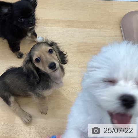 ミニチュア・ダックスフンドの写真