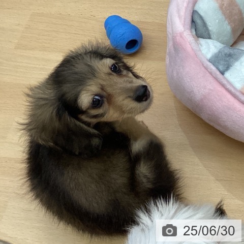 ミニチュア・ダックスフンドの写真