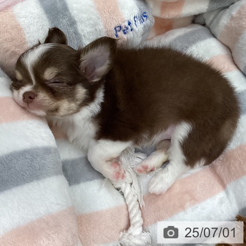 チワワの写真