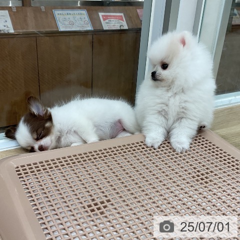 チワワの写真