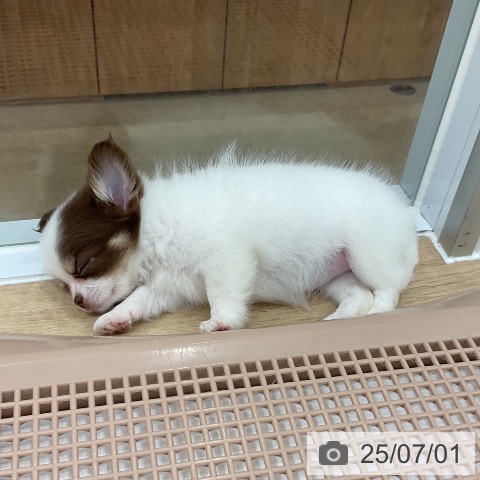 チワワの写真