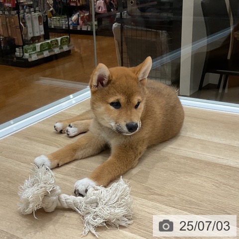柴の写真