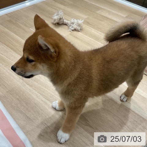 柴の写真