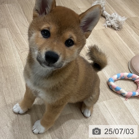 柴の写真