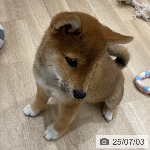 柴の写真
