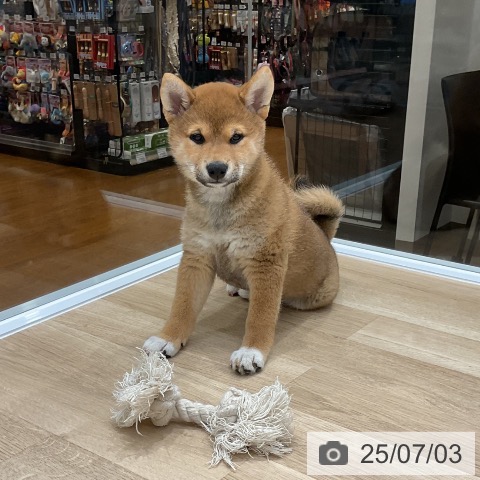 柴の写真