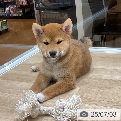 柴の写真