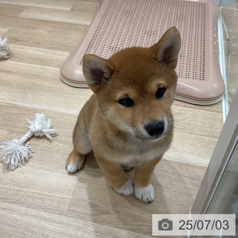 柴の写真
